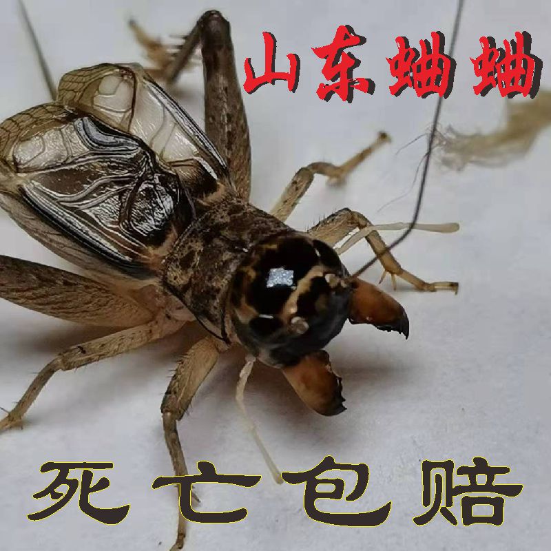 山东蛐蛐活体活虫斗蟋蟀宁津地虫秋虫大牙头鸣虫宠物油葫芦听叫