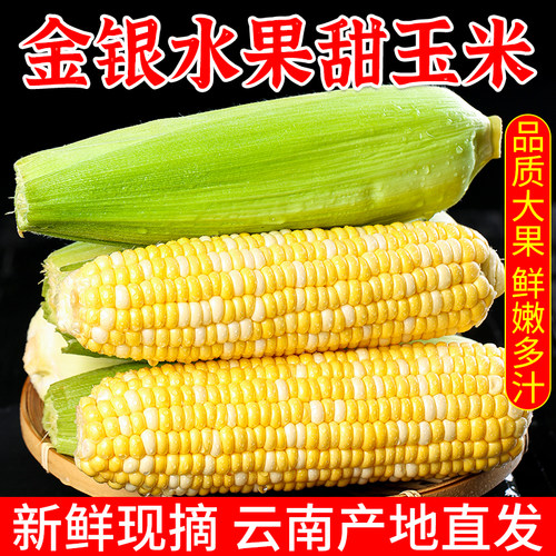 现摘正宗金银水果玉米新鲜甜玉米