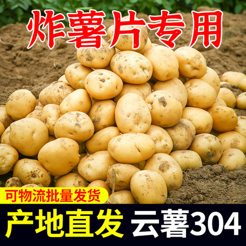 产地直发炸薯片专用土豆云薯304