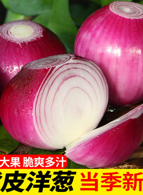 正宗云南现挖紫皮洋葱新鲜甜味生吃10斤圆葱小洋葱头大葱头蔬菜葱