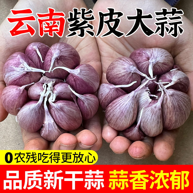 正宗云南紫皮大蒜头新干大蒜5斤