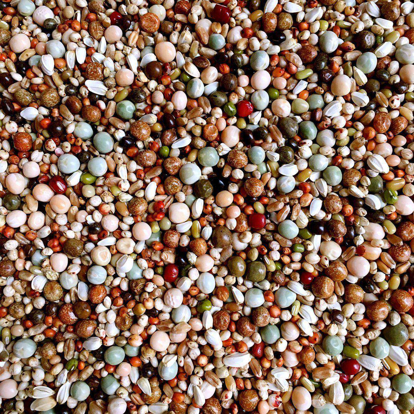 枭龙a1幼鸽粮 无玉米鸽子粮 信鸽子饲料 50斤装江浙沪皖包邮