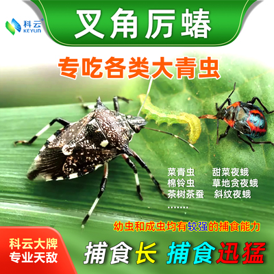科云叉角厉蝽捕食各种青虫