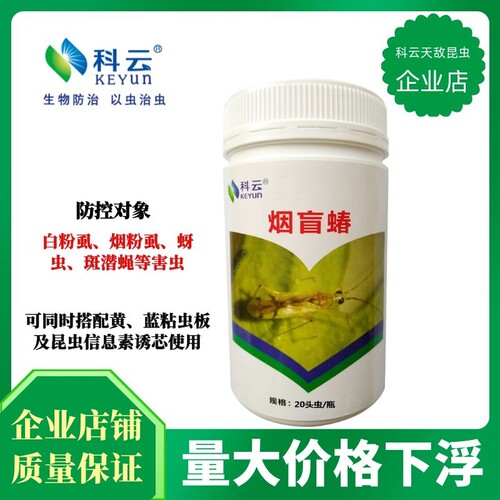 烟盲蝽小白蛾粉虱烟粉虱蓟马天敌