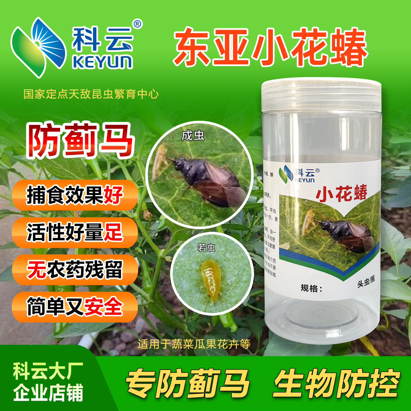 东亚小花蝽科云活体捕食性天敌蓟马蚜虫粉虱叶螨害虫卵幼虫推荐