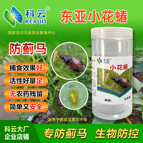 小花蝽活体蚜虫蓟马天敌蔬菜花卉