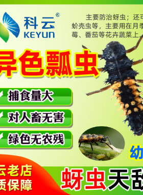 瓢虫天敌昆虫科云蚜虫天敌月季等