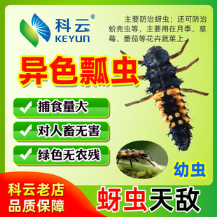 科云瓢虫卵卡活体昆虫幼虫爬宠七星蚜虫蚧壳虫粉虱红蜘蛛天敌蔬菜