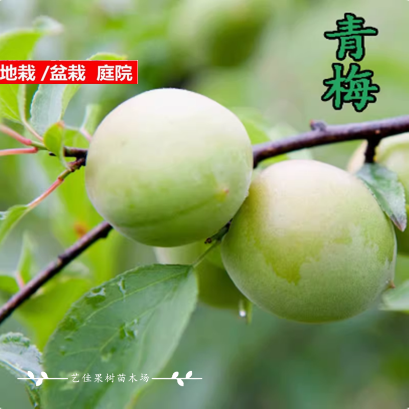 新品种青梅苗特大果树梅子苗青梅树树苗南北方种植庭院水果树果苗