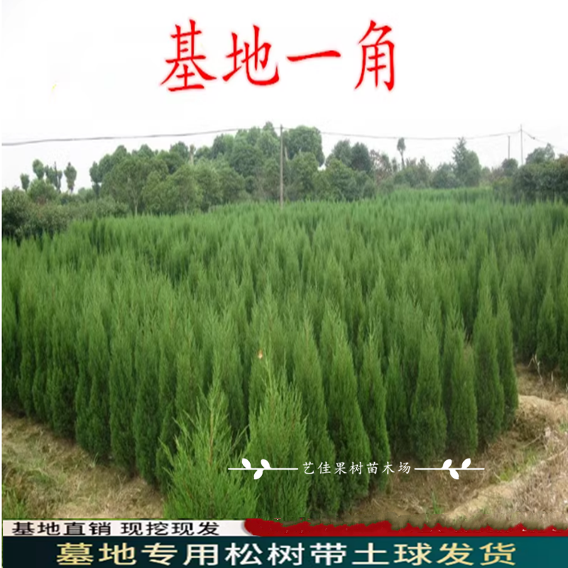 四季青墓地松 扫墓树苗松树苗松柏侧柏桧柏柏树蜀桧宝塔松 龙柏苗