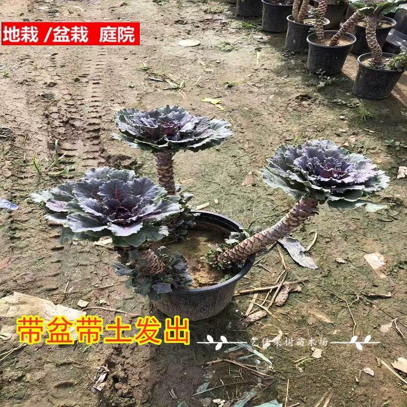 老桩羽衣甘蓝盆栽地栽观赏耐寒植