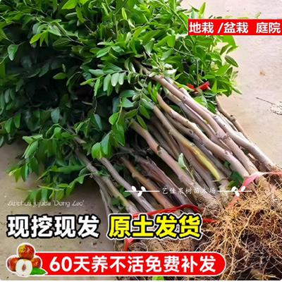 枣树活苗大枣超甜带土球南北方沾化冬枣大树矮化嫁接苗超甜特大号