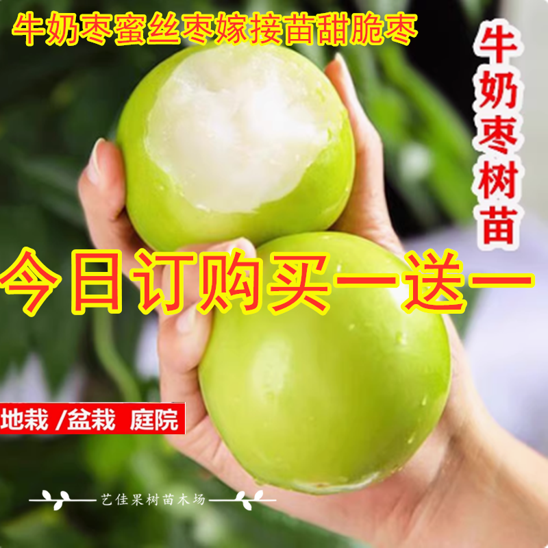 大青枣苗台湾大青枣苗树苗牛奶枣蜜丝枣嫁接苗甜脆枣子苗当年结果