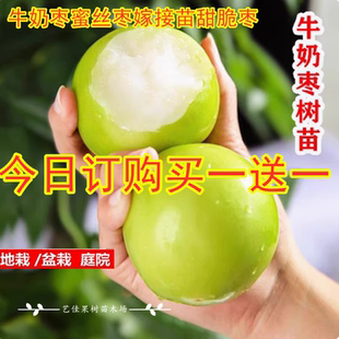 大青枣苗台湾大青枣苗树苗牛奶枣蜜丝枣嫁接苗甜脆枣子苗当年结果