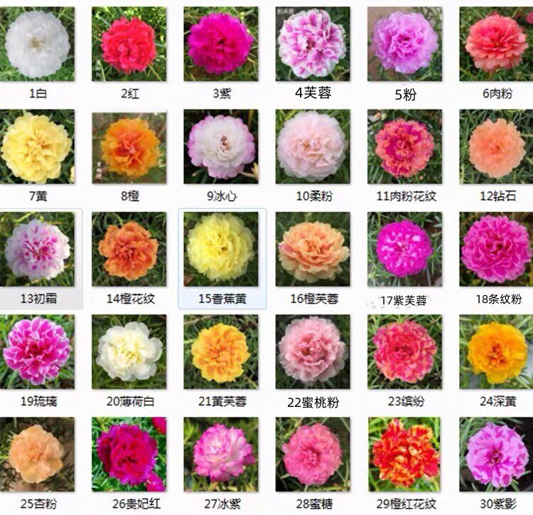 盆栽绿植重瓣太阳花苗枝条不死花向日葵/太阳花