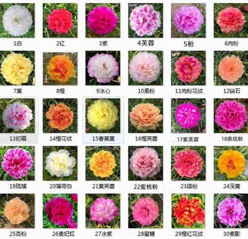 盆栽绿植重瓣太阳花苗枝条不死花混色