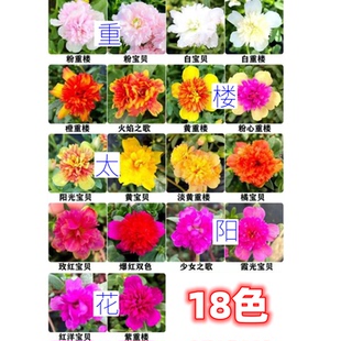 重楼太阳花宝贝阔叶盆栽苗枝条绿植阳台庭院楼顶花园