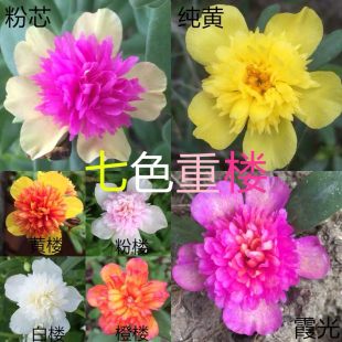 重楼太阳花阔叶重瓣盆栽花苗植物宿根开花阳台庭院带花苞包邮