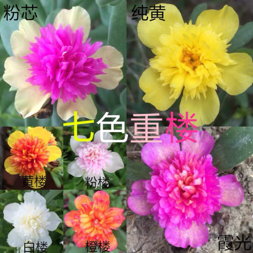 太阳花阔叶重瓣宿根庭院植物包邮