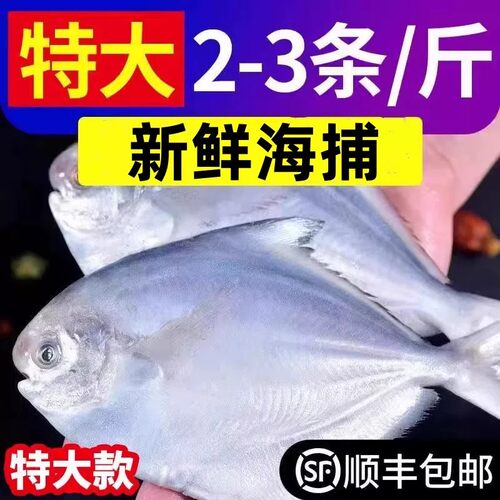 【顺丰包邮】银鲳鱼东海国产新鲜野生银鲳鱼平鱼海捕白鲳鱼速冻