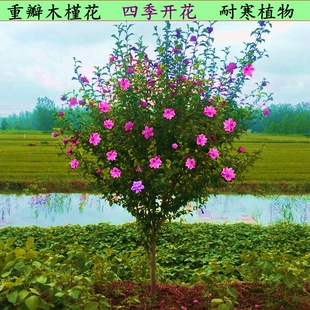 木槿花苗重瓣南方北方种植盆栽地栽四季常青庭院风景花卉树苗包邮