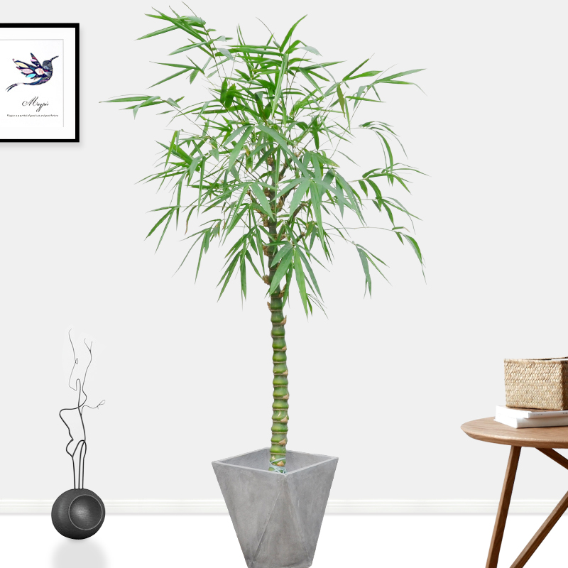 大型佛肚竹 观赏竹子 罗汉竹树苗盆景佛肚竹苗盆栽室内佛肚竹盆景