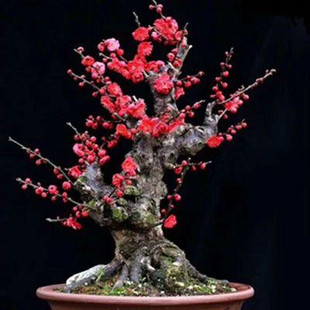 梅花盆景庭院阳台盆栽观花植物红梅朱砂梅骨里红梅花树桩耐寒植物