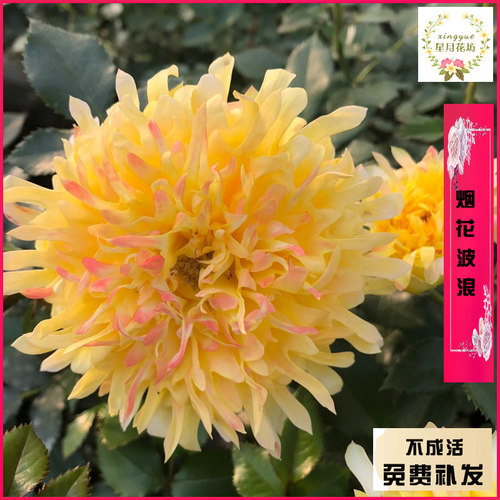 灌木阳台盆栽庭院植物月季花苗