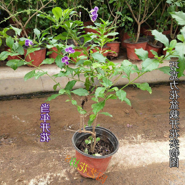 巧克力花苗盆栽 蕾丝金露花 巧克力盆栽 紫金露台湾连翘 篱笆植物