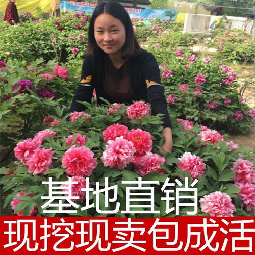 菏泽牡丹大苗重瓣洛阳植物花卉