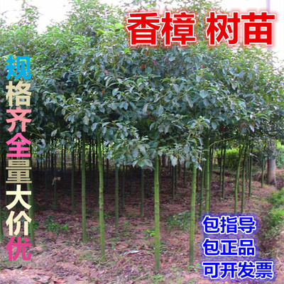 绿植驱蚊虫庭院四季常青树苗