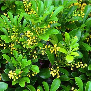 米兰花盆栽苗植物室内香味四季死不了开花不断很香香的花卉好养