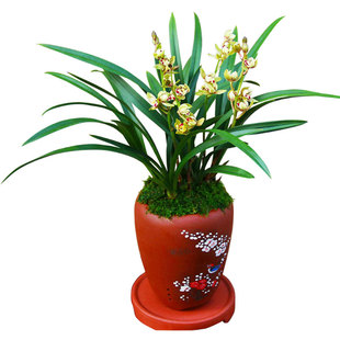 兰花【金荷】矮种四季兰建兰花苗盆栽绿植室内植物花卉观花带花苞