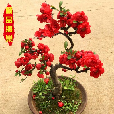 绿植办公室庭院地栽海棠花苗包邮