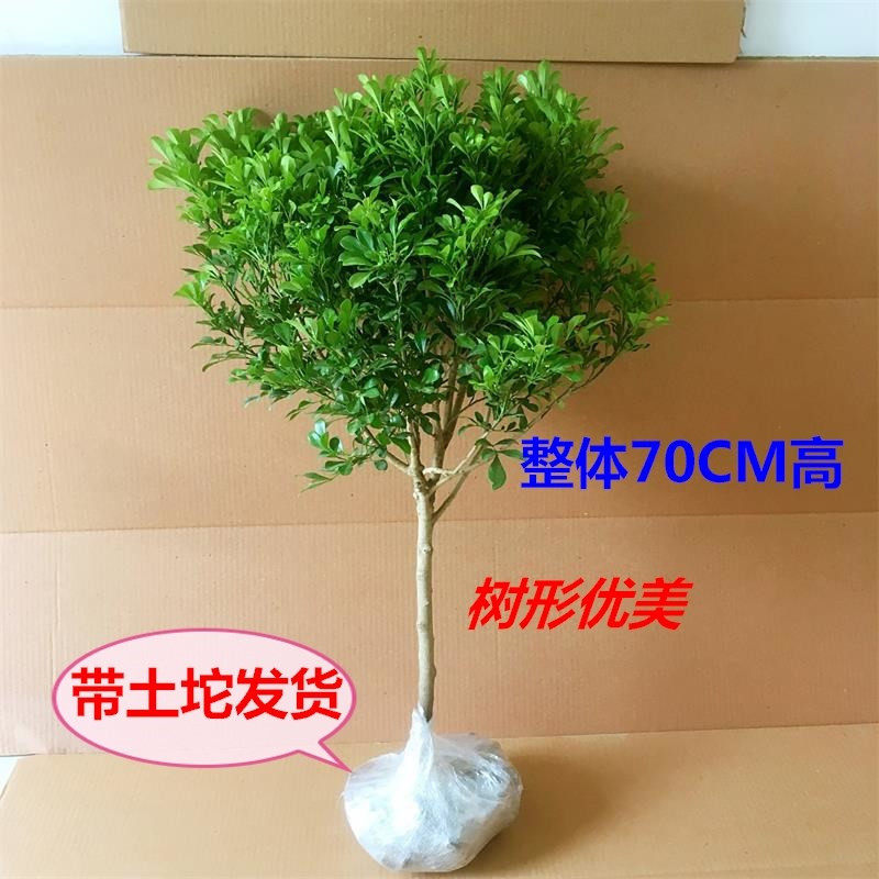 四季好养开花不断净化空气植物