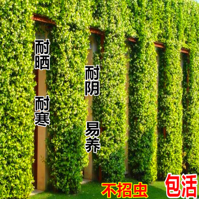 耐寒风车茉莉攀援大苗藤蔓植物