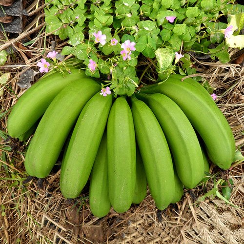 自然熟天宝香蕉当季现摘无催熟剂