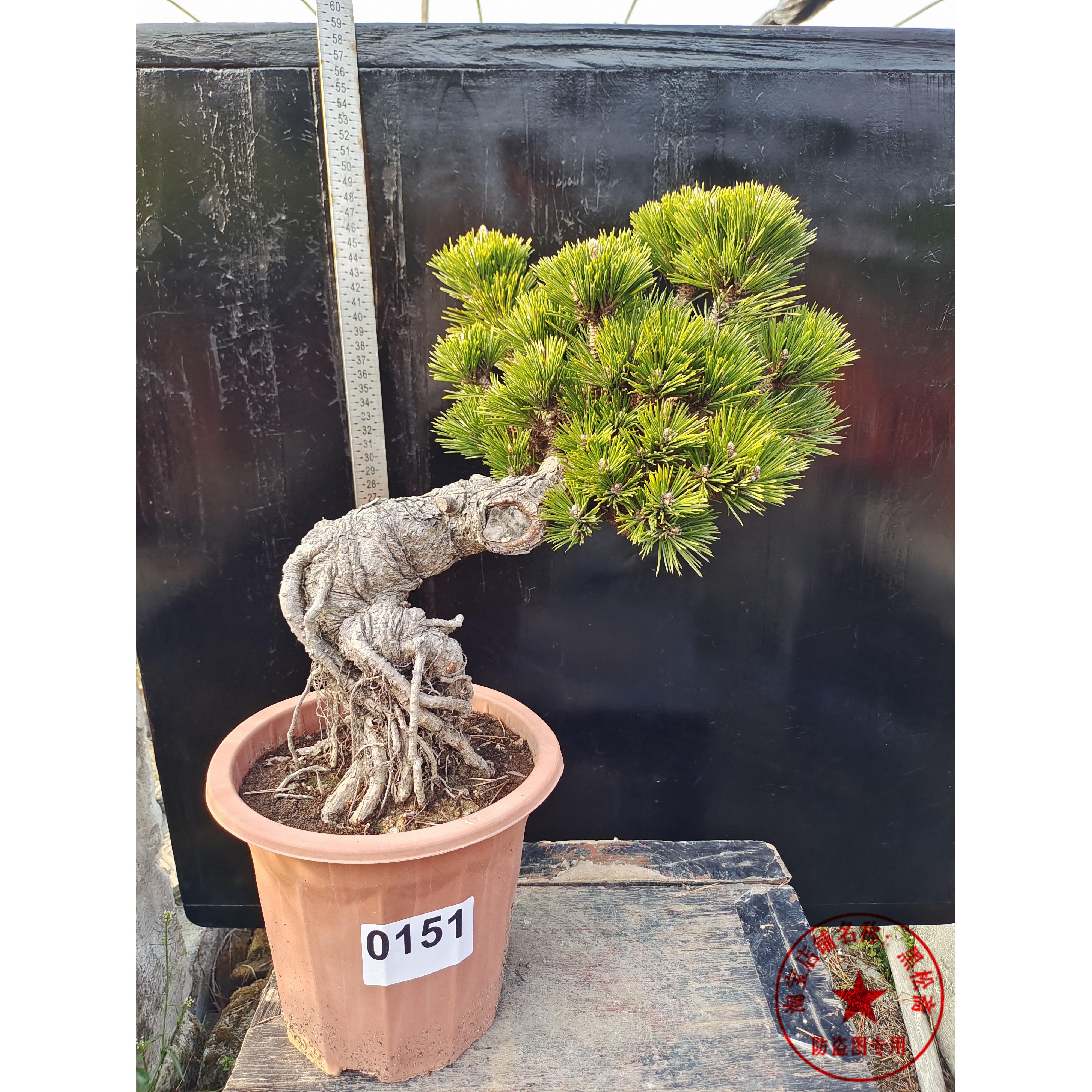 精品提根千寿丸 黑松嫁接 盆景 盆栽 带盆发货包邮