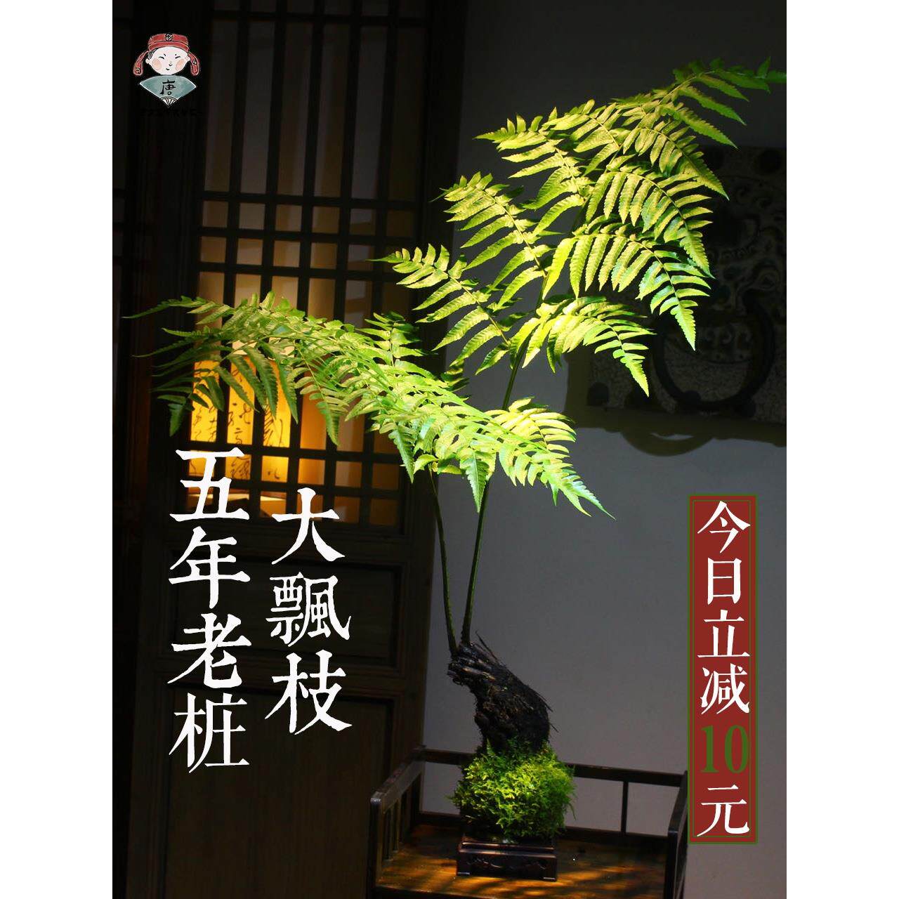 浮檀蕨苔玉球苔藓球蕨类植物绿植一叶蕨大型盆栽盆景造景