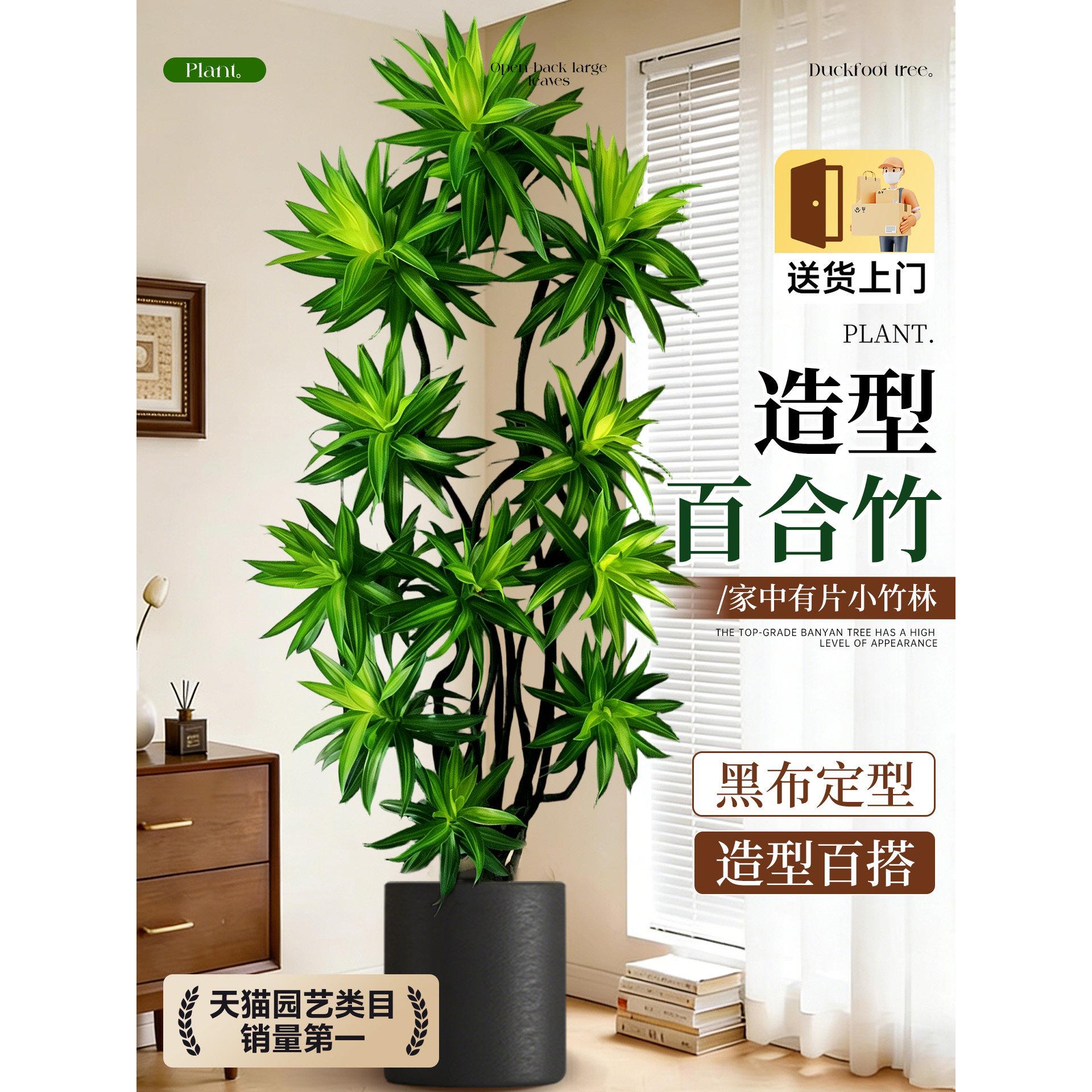 百合竹客厅绿植旺宅高级感室内客厅大型植物盆栽落地高端大气好养