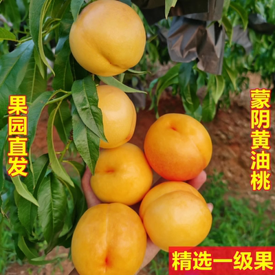 纯甜蒙阴蜜桃现货速发