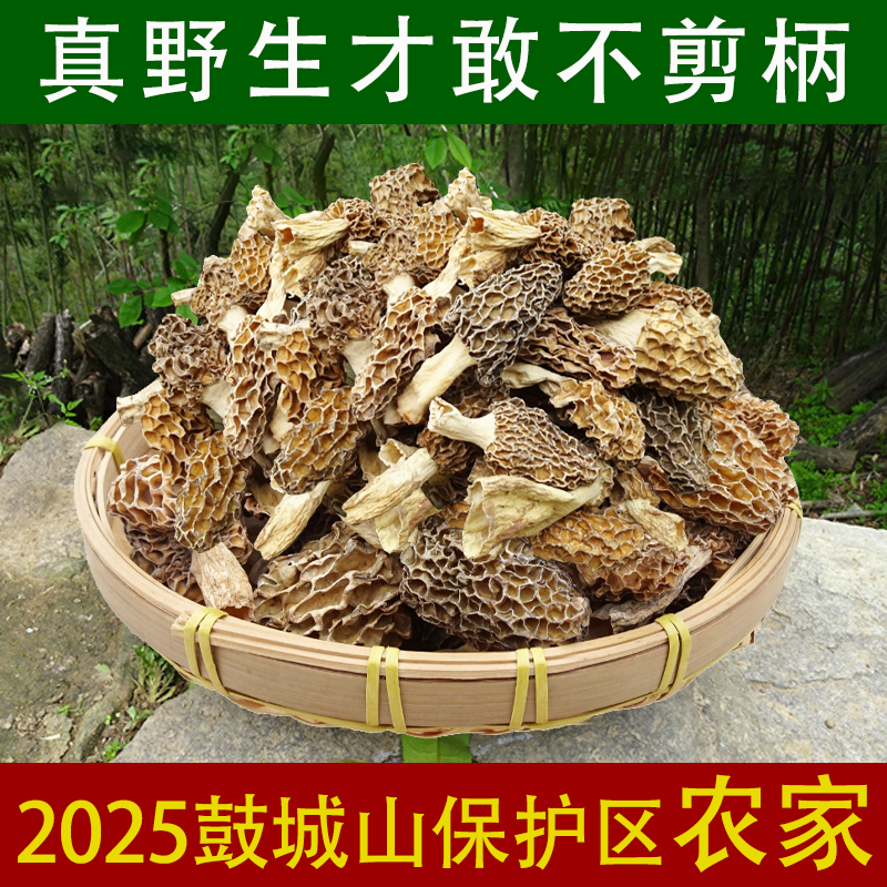 鼓城山野生羊肚菌比西藏云南更好