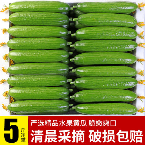 荷兰农家山东生吃5斤现摘黄瓜