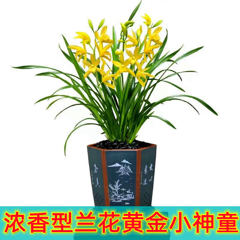 浓香型兰花草本室内阳台好养易活
