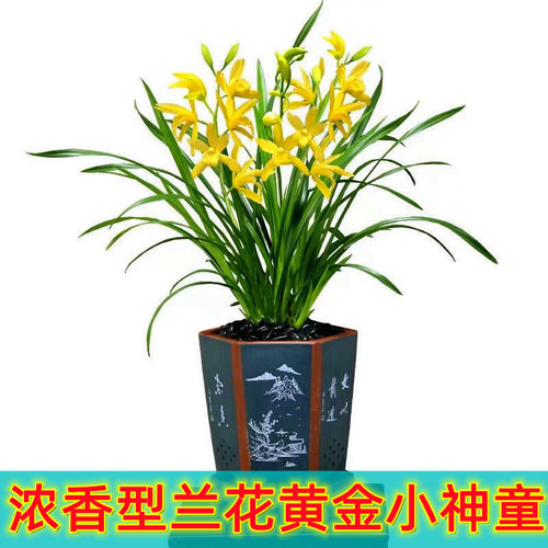 浓香型兰花草本室内阳台好养易活