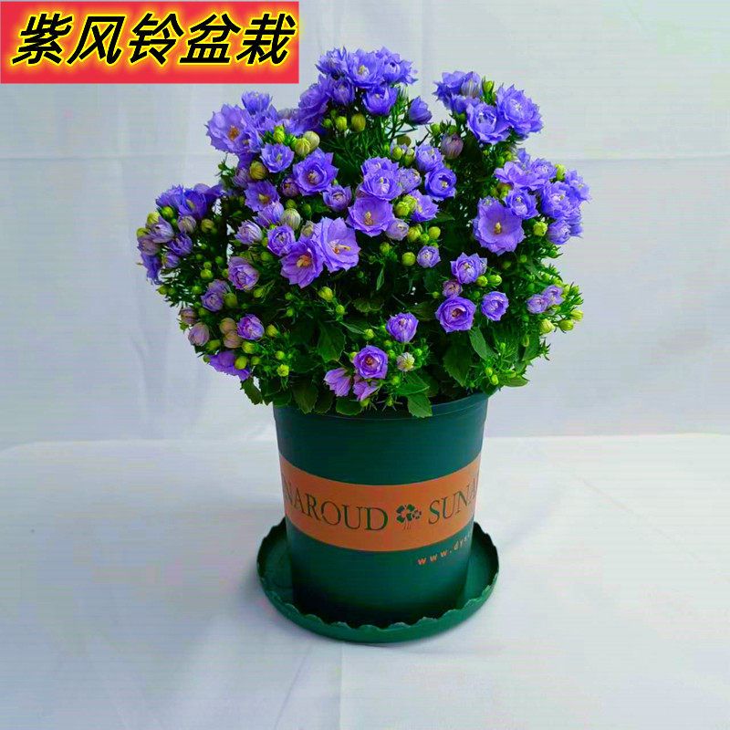 丹麦梦露紫风铃花盆栽重瓣室内阳台办公室带花苞好养易活观花植物