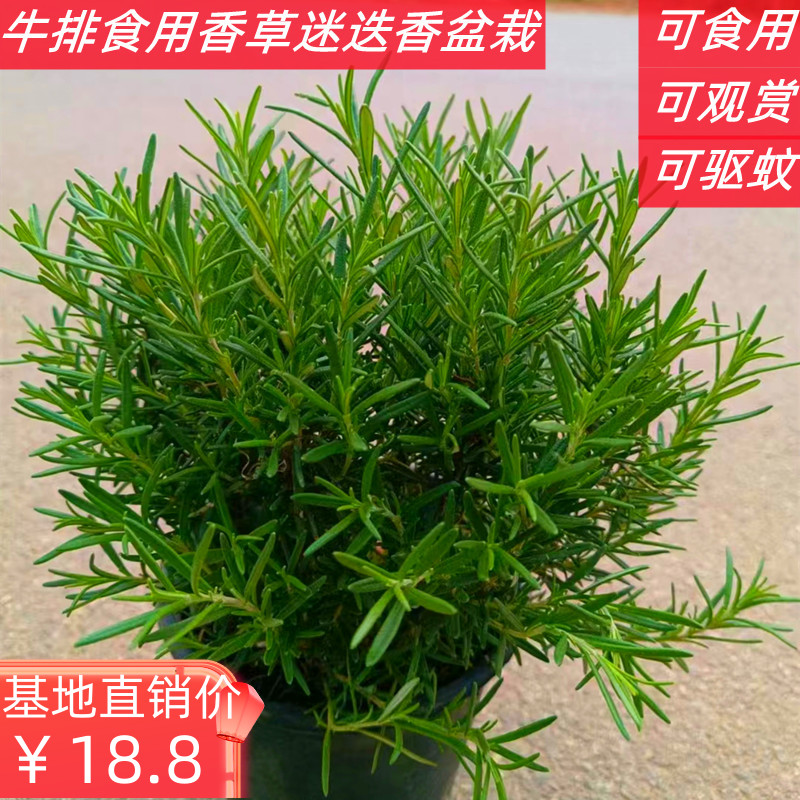 迷迭香好养易活木本植物阳台