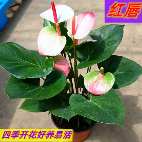 红掌宿根室内阳台四季好养带花
