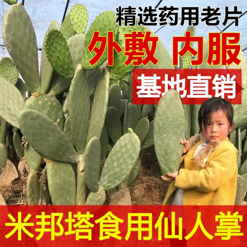 22年最新款仙人掌盆栽可食用