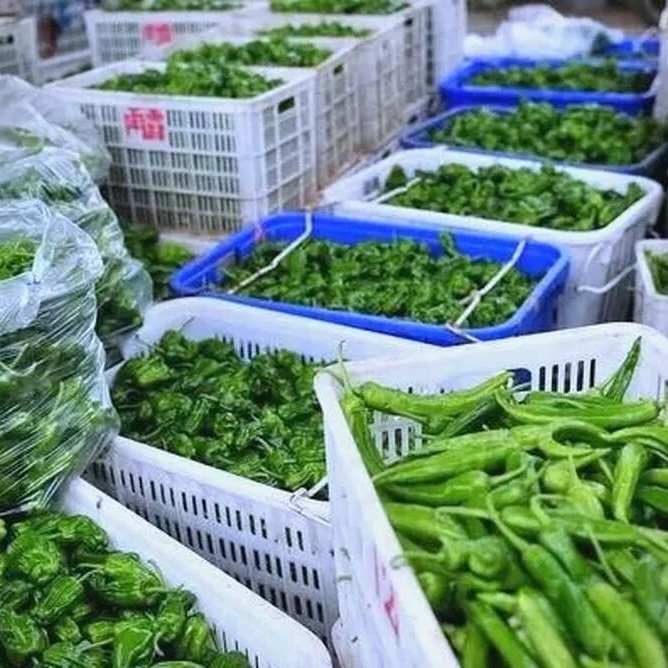 食材配送批发辣椒广州同城配送青菜